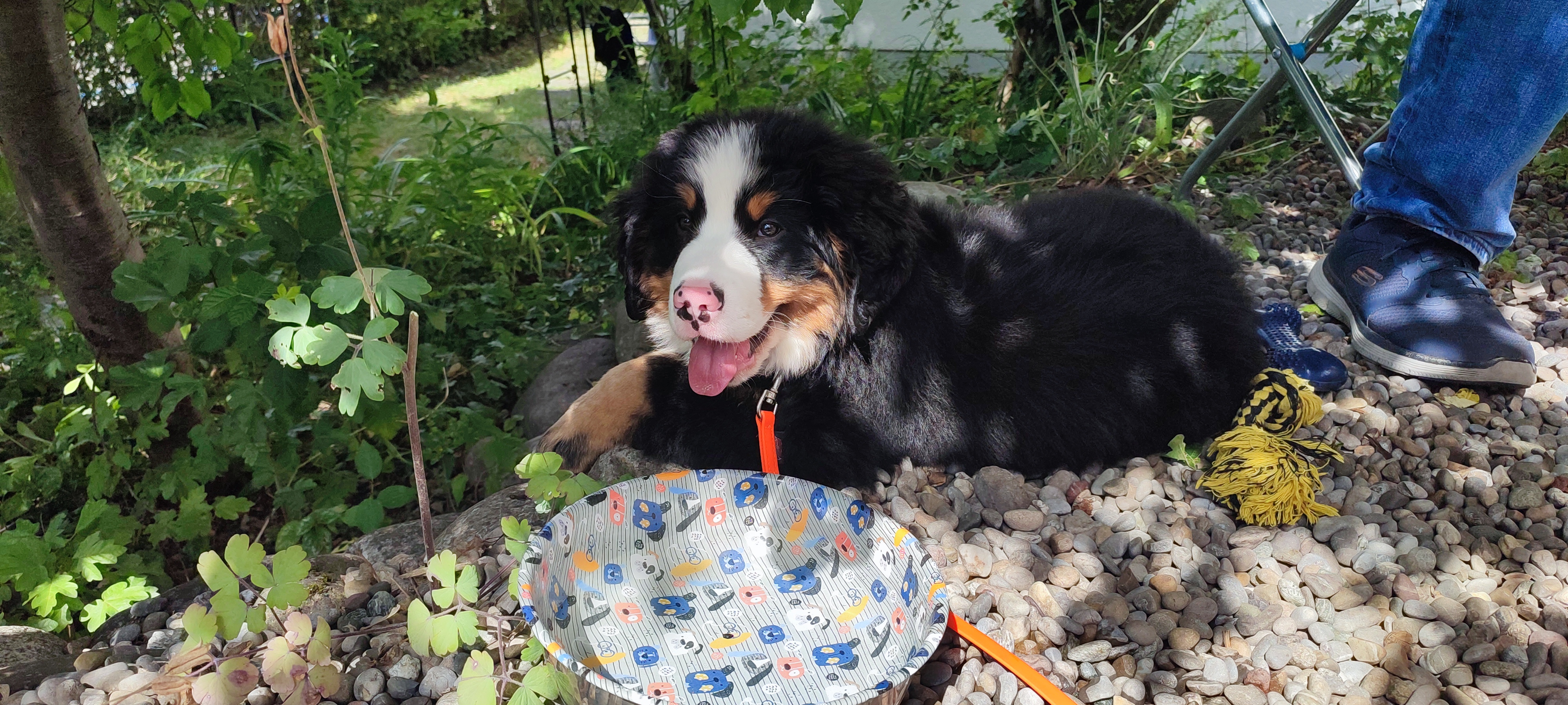 Maylo — der Berner Sennenhund